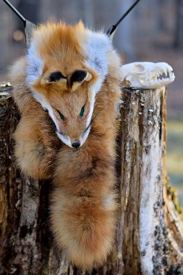 11-3-15 archery red fox