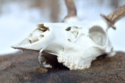 Fanged buck found dead Dec.-2015