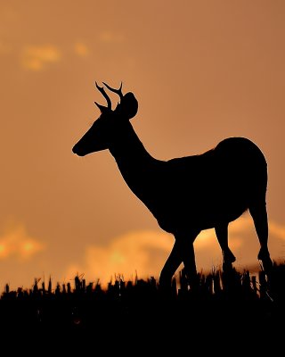 Whitetail Deer