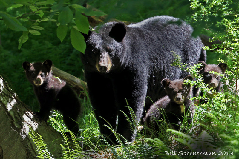 Black Bear and cubs