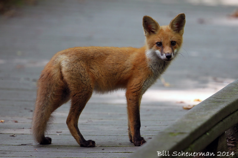 Red Fox young