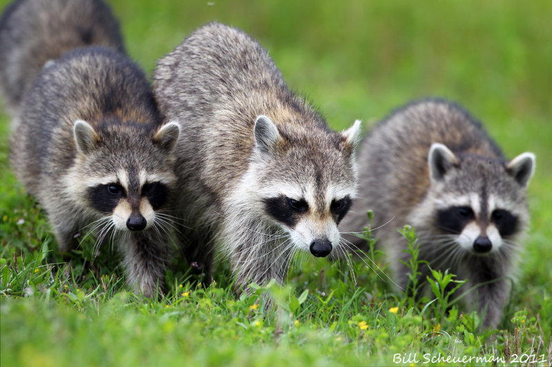 Young Racoons