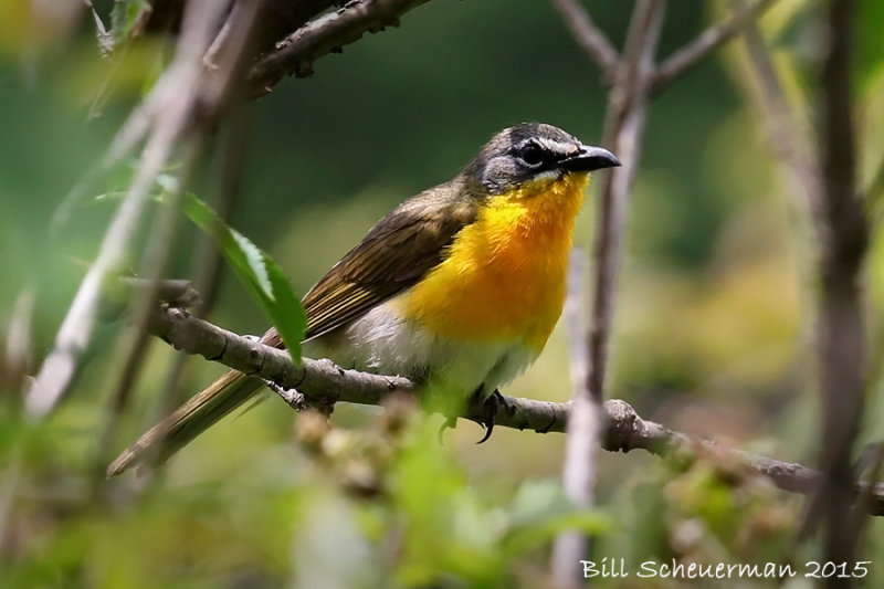 Yellow-breasted Chat