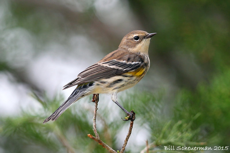 Yellow-rumped Warbler