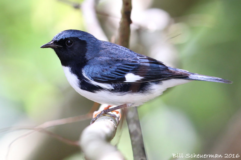 Black-throated Blue Warbler