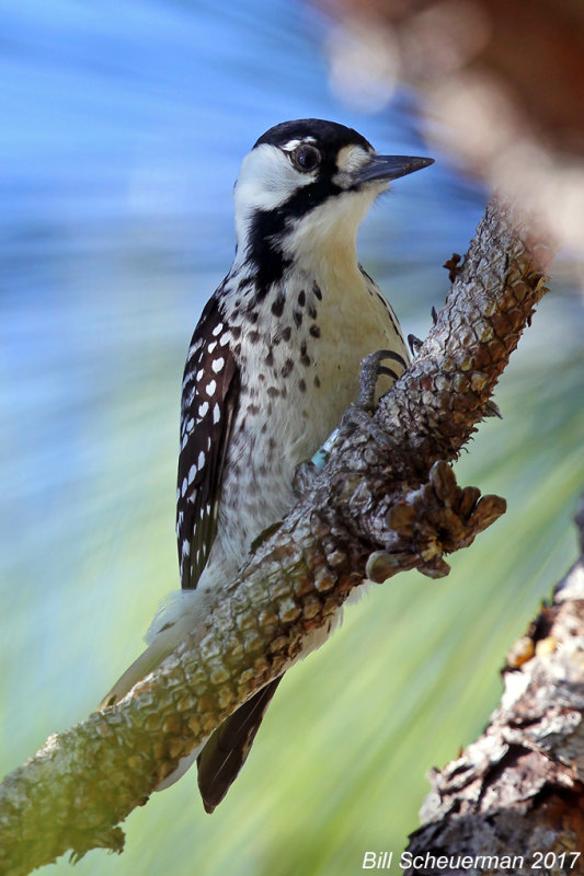 Red Cockaded Woodpecker