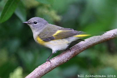 American Redstart