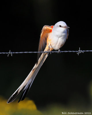 Scissor-tailed Flycatcher