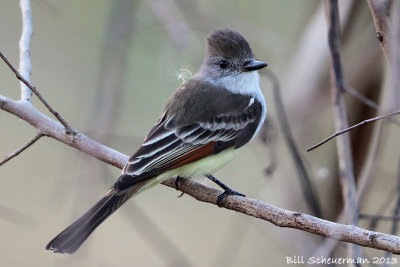 Ash-throated Flycatcher