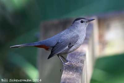 Catbird