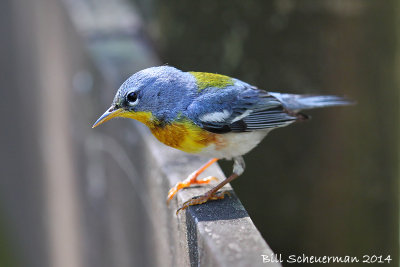 Northern Parula