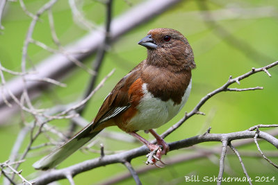 Eastern Towhee ♀