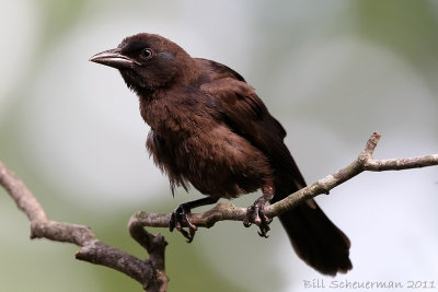 Common Grackle