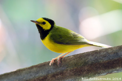 Hooded Warbler