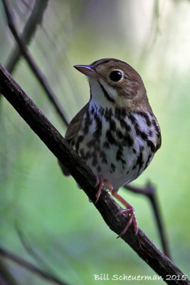 Ovenbird