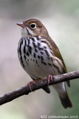 Ovenbird