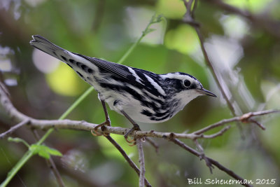 Black & White Warbler