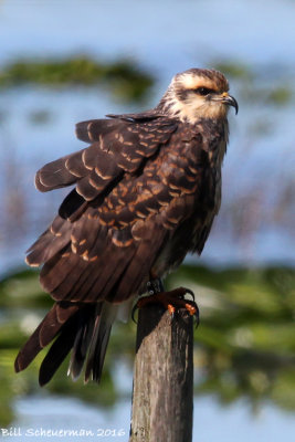 Snail Kite