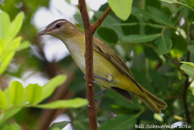 Yellow-green Vireo