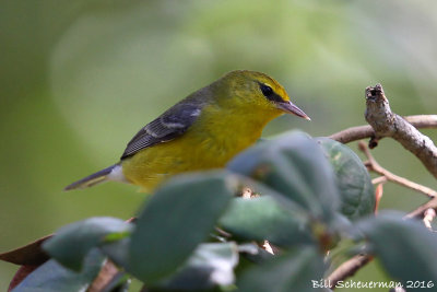 Blue-winged Warbler