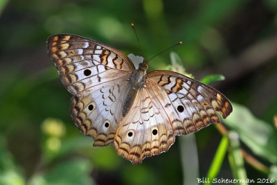 White Peacock Butterfly