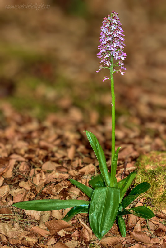 Purpurknabenkraut <I>(Orchis purpurea)</I>