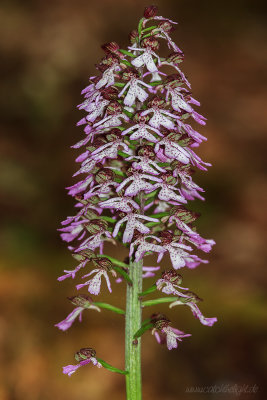 Purpurknabenkraut (Orchis purpurea)