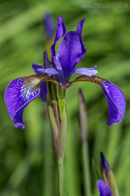 Sibirische Schwertlilie (Iris sibirica) 4