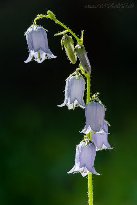 Bärtige Glockenblume (Campanula barbata L.)