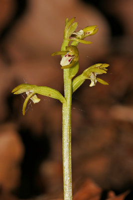 Korallenwurz (Corallorrhiza trifida) 2