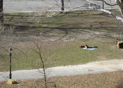Woman and Dog Park Relaxing.jpg
