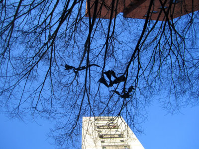 Black Bag in a Tree n Buildings.jpg