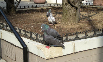 Pigeons Socializing.jpg