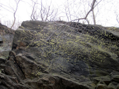 Blossoms n Central Park Rock 1.jpg