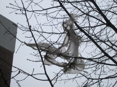 Plastic Bag Tree Dancer.jpg