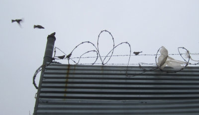 Sparrows at Barbed Wire.jpg