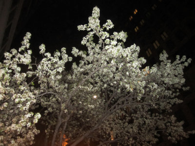 Blossoming Tree City Night.jpg