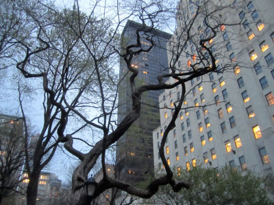 Tree Bends in Madison Square Park.jpg