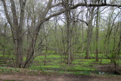 Spring Woods Turning Green.jpg