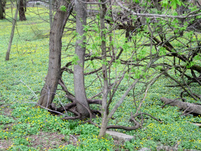 Spring Woods Green Yellow.jpg