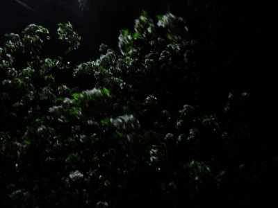 Blossoms Waving in the Night 1 Curves.jpg