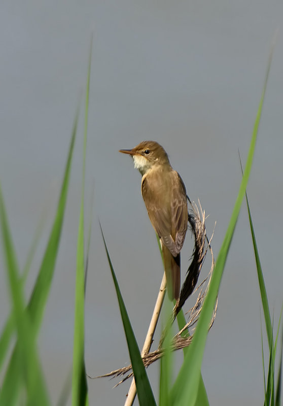 Cannareccione: Acrocephalus arundinaceous. En.: Great Reed Warbler