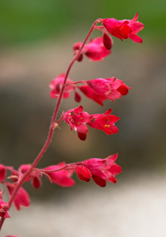 Heuchera sanguinea splendens