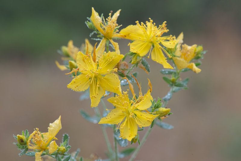 Hypericum perforatum - Erba di San Giovanni