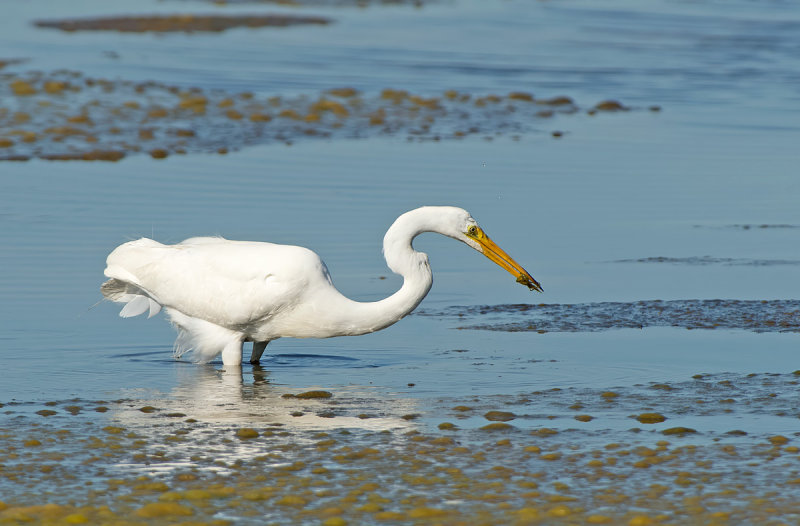 Airone bianco maggiore: Ardea alba. En.: Western Great Egret