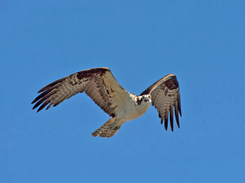 Falco pescatore: Pandion haliaetus carolinensis. En.: Osprey