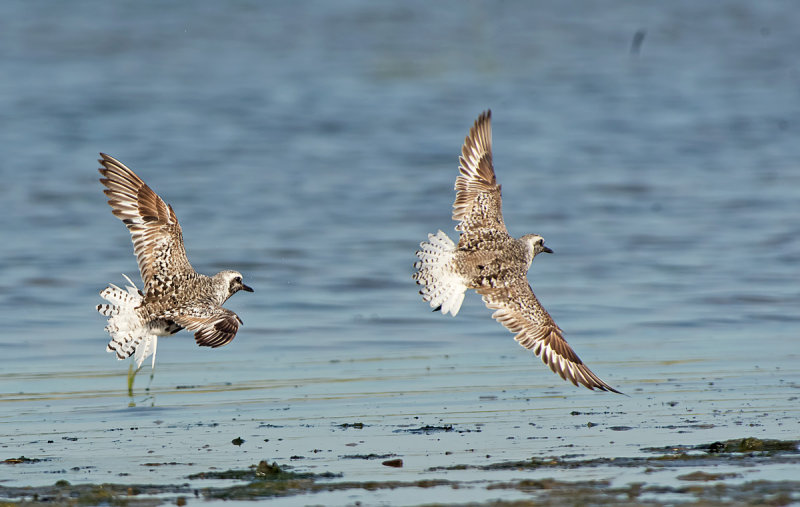 Pivieressa: Pluvialis squatarola. En.: Bleck-bellied Plover (Grey Plover)