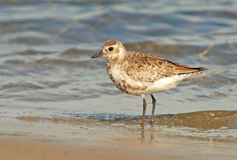 Pivieressa: Pluvialis squatarola. En.: Bleck-bellied Plover (Grey Plover)