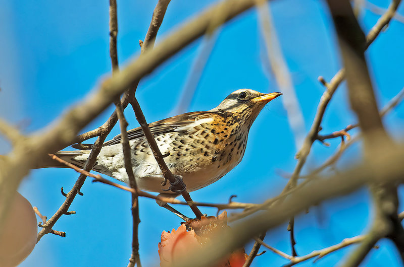 Cesena: Turdus  pilaris. En.: Fieldfare