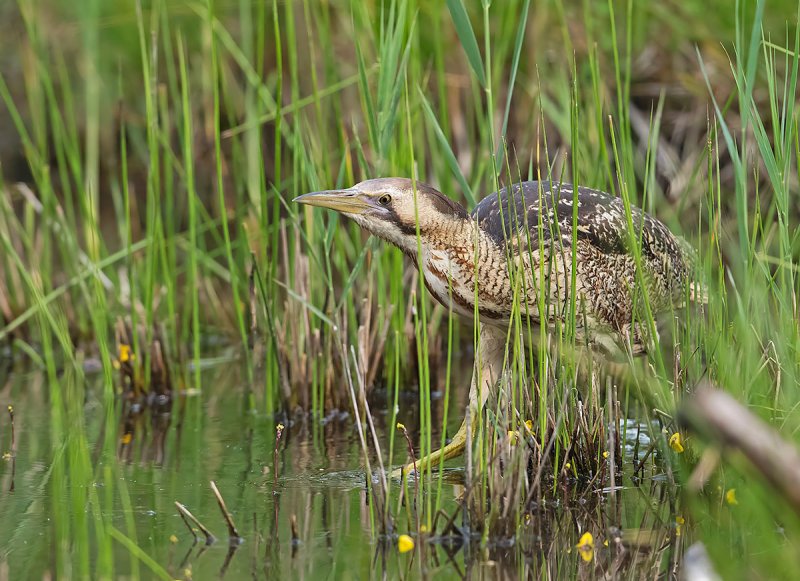 Tarabuso: Botaurus stellaris. En.: Great Bittern